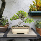 11.6 Inch Succulent Pots - Ceramic Bonsai Tree Pots with Drainage Hole, Succulent Planters for Indoor Plants Outdoor, Bonsai Planter, Garden Decor, House Warming Gifts, Rectangular Beige-Brown - Image 3