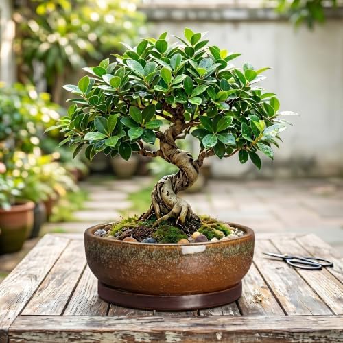 Bonsai Tree Pots 10 Inch, Ceramic Succulent Pots, Speckle Brown - Image 7