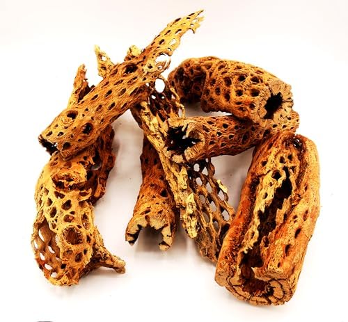 Natural Cholla Wood Chunk Large Air Plant Display Holders Individually Unique Decorative Stands or Holder (Cholla Chunk Extra Large) - Image 7