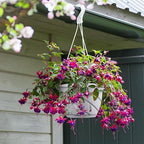 Tioncy 50 Pcs Plastic Hanging Baskets Planter Hanging Pot, White, 6.5 Inch - Image 5