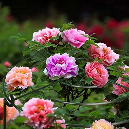 TCBWFY 8 Sets Peony Support Cage, 12" Dia x 24" High, Heavy Duty Metal Plant Support, Grow Through Hoops Grids, 4mm Legs, Green, Round - Image 6