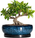 Bonsai Tree Pots 10 Inch - Ceramic Succulent Pot with Drainage Hole and Saucer, Bonsai Pots for Indoor Outdoor, Round Succulent Planter, Shallow Planter, Desk Decor, Plant Lover Gifts, Blue by EPFamily