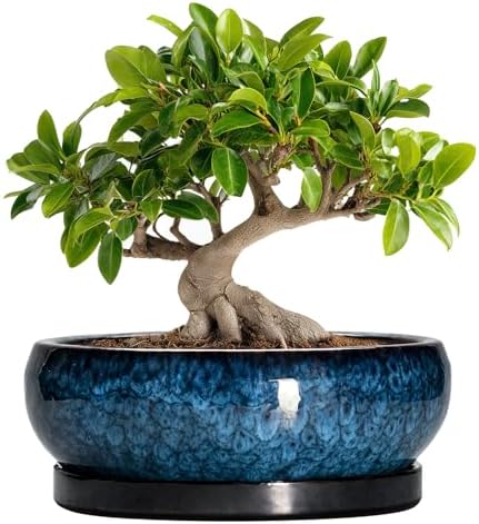 Bonsai Tree Pots 10 Inch - Ceramic Succulent Pot with Drainage Hole and Saucer, Bonsai Pots for Indoor Outdoor, Round Succulent Planter, Shallow Planter, Desk Decor, Plant Lover Gifts, Blue by EPFamily