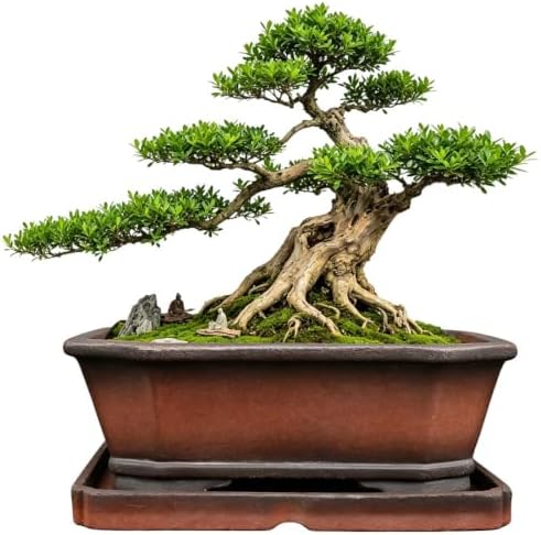 MUZHI Decorative Ceramic Bonsai Planter Pot 8.5 Inch with Tray, Breathable Unglazed Rectangle Terracotta Clay Pot for Tree Succulent Cactus Indoor Outdoor Red Brown (Corner-Cut Rectangle 8.5”) by MUZHI