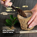 Bonsai Tree Starter Kit - Indoor Live House Plants - 5 Bonsai Tree - Image 2