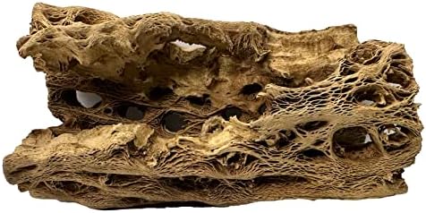 Natural Cholla Wood Chunk Large Air Plant Display Holders Individually Unique Decorative Stands or Holder (Cholla Chunk Large) by Unknown
