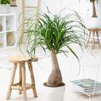 Gardenera Nolina Potting Mix - Promote Strong Roots and Captivating Form with Our Premium Blend - 4 Quart - Image 4