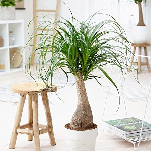 Gardenera Nolina Potting Mix - Promote Strong Roots and Captivating Form with Our Premium Blend - 4 Quart - Image 4