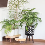 D'vine Dev Planter Pot with Wood Stand, 10 in, White/Black, 88-G-B-4 - Image 5
