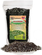Gardenera Premium Aglaonema Plant Potting Mix - Elevate Your Space with Vibrant Foliage and Distinctive Beauty - 4 Quart by Gardenera