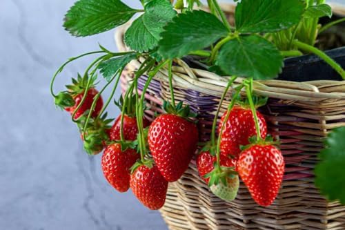 Gardenera Strawberry Premium Potting Soil Mix - Ideal Blend for Growing Robust and Flavorful Strawberries - 10 Quart - Image 2