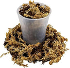Gardenera Premium Orchid Mix by GARDENERA - 10 Quart - Fern + New Zealand Pine Bark + Sphagnum Moss + Perlite | Best for Growing and Repotting Orchids (2 Bags of 5 QT) - Image 3