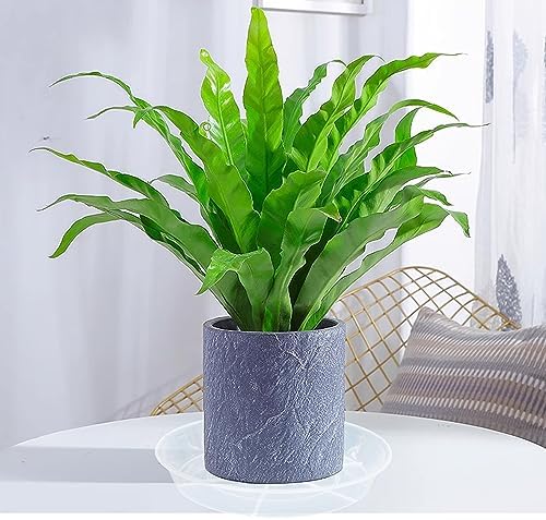 6 Pack Plant Saucer Drip Tray 16 inch, Potting Trays for Plants, Heavy Sturdy Plastic Planter Flower Pot Saucers for Indoor Outdoor Garden, Plant Water Drip Trays for pots (16", Clear) - Image 6