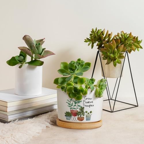 DreamAutumn Pack of 3 Grow Positive Thoughts Planter Ceramic Round Plant Pots with Drainage Holes and Bamboo Tray Planting Small Flower Pots for Home Windowsill Desk Garden Indoor Outdoor Use - Image 4