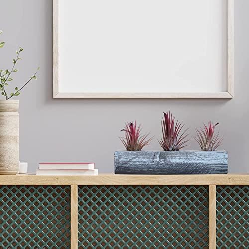 Air Plant Decor Air Plant Holder, 3 Ceramic Tabletop Modern Planter, 1 Solid Red Cedar Holder Made in The USA, Plus 6 Free Tillandsia (Modern Gray) - Image 7