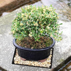 Brussel's Live Harland Boxwood Outdoor Bonsai Tree - 4 Years Old; 8" to 10" Tall with Decorative Container, Humidity Tray & Deco Rock - Image 6