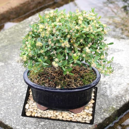 Brussel's Live Harland Boxwood Outdoor Bonsai Tree - 4 Years Old; 8" to 10" Tall with Decorative Container, Humidity Tray & Deco Rock - Image 6