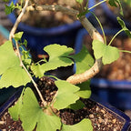 Brussel's Bonsai - Medium Live Bonsai Tree - Image 3
