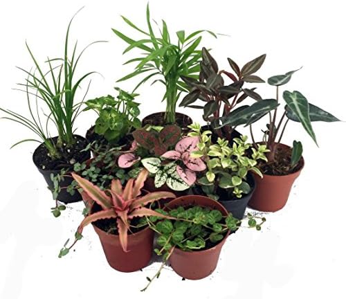 Terrarium & Fairy Garden Plants - 10 Plants in 2" pots by Hirt%27s+Gardens