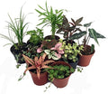 Terrarium & Fairy Garden Plants - 10 Plants in 2" pots by Hirt%27s+Gardens