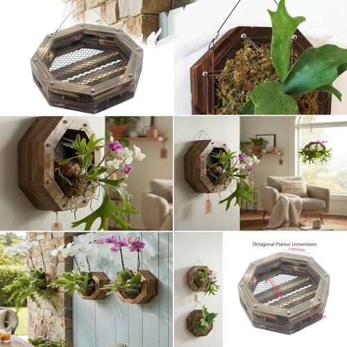 Staghorn Fern Mounting Kit - Wood Wall Planter for Orchids,Herbs & Indoor Plants | Hanging Plant Holder, Basket & Stand for Wall Decor(10.43inch) - Image 7