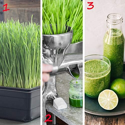 Handy Pantry 10-Pack 1020 Garden Growing Trays Without Drain Holes 10" x 20 - Image 5