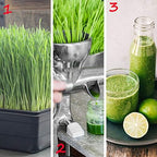 Handy Pantry 10-Pack 1020 Garden Growing Trays Without Drain Holes 10" x 20 - Image 5