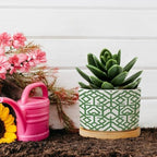 Grey Sage Green Century Ceramic Planter Snake Plant Live Indoor with Pot with Drainage Holes and Saucers Pot for Home Office Desk Garden - Image 5