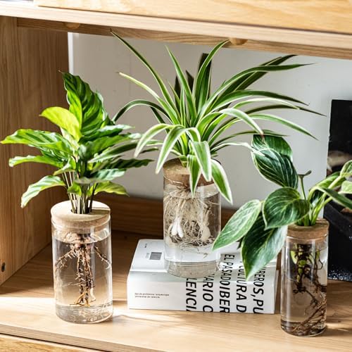 Propagation Vases for Plants, Set of 6(3 Large & 3 Small) Glass Plant Propagation Stations, Plant Propagation Jars for Home Office Windowsill Tabletop Decoration (6) - Image 3