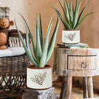 Terracotta Pots, 6+4 Inch Plant Pots, 2 Pcs with Drainage Holes - Image 5