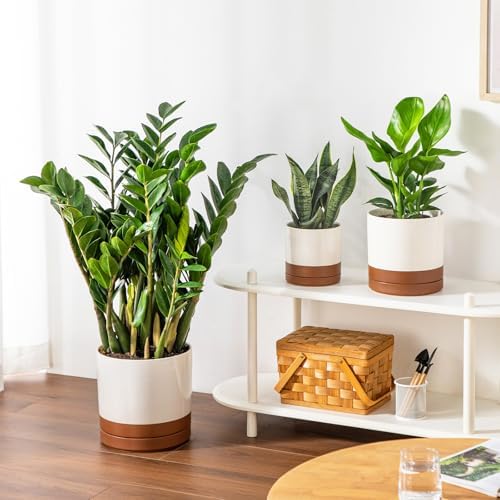 vancasso Ceramic Pots for Plants, Plant Pots for Indoor Plants, 6.25+8.25+10.25 Inch Ceramic Planters, Flower Pots with Drainage Holes, Planters Pot for Indoor House Plant, Set of 3, Khaki - Image 6