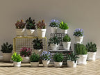2 Inch White Terracotta Pots Pack of 72 - Mini Clay Pot with Drainage Hole for Tiny Cactus Herb lithop, Small Succulent Planter Nursery Plant Pot for Windowsill, Cactus Plant, Crafts, Wedding Favors - Image 5