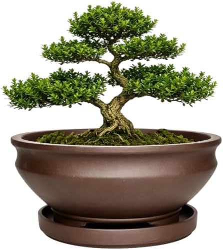 MUZHI 8 inch Ceramic Bonsai Tree Pots for Indoor Outdoor Plants with Tray, Vintage Purple Clay Plant Bowl for Succulent Arrangement Money Tree by MUZHI