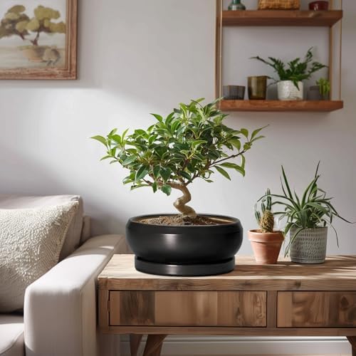 Succulent Planters 8 Inch - Ceramic Bonsai Pots for Indoor Outdoor, Round Succulent Pots with Drainage Hole and Saucer, Modern Shallow Planter Bowl, Garden Home Decor, Birthday Gifts, Black - Image 7