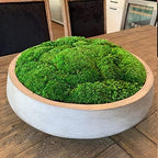 Preserved Pole Moss Pillow Bun Cushion Natural Green Decorative Real Natural Green DIY Kit Terrariums Gardenning Art Wall Decor Florist Decor Easter Table Decor Wedding(9.0 sq.ft., Green-B) - Image 5
