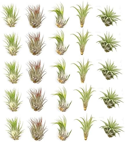 Live Tillandsia Air Plants - Bulk Pack of 25 Plants - 1-2" Each - Assorted - Live Indoor House Plants for Terrariums, Hanging Planters, and Home Decor by NWWholesaler