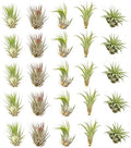Live Tillandsia Air Plants - Bulk Pack of 25 Plants - 1-2" Each - Assorted - Live Indoor House Plants for Terrariums, Hanging Planters, and Home Decor by NWWholesaler