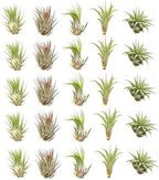 Live Tillandsia Air Plants - Bulk Pack of 25 Plants - 1-2" Each - Assorted - Live Indoor House Plants for Terrariums, Hanging Planters, and Home Decor by NWWholesaler