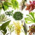 Swimming Creatures™ Live Aquarium Plants (10 Species Bundle) by SwimmingCreatures