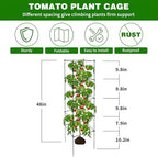 6 Packs Tomato Cages for Garden, 12"×12"×48" Plant Support Cage with Different Spacing, Green Metal Trellis for Climbing Plants Like Cucumber, Flowers - Image 2