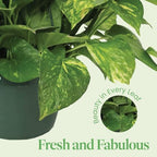 American Plant Exchange Golden Pothos – Live 8-Inch Hanging Basket, Devil’s Ivy, Easy-Care Air Purifying Houseplant, Fast-Growing Trailing Vine for Hanging Planters, Indoor Home or Office Décor - Image 7