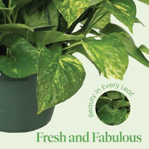 American Plant Exchange Golden Pothos – Live 8-Inch Hanging Basket, Devil’s Ivy, Easy-Care Air Purifying Houseplant, Fast-Growing Trailing Vine for Hanging Planters, Indoor Home or Office Décor - Image 7