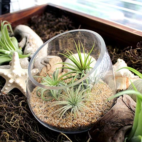 5 Inch Thick Slanted Glass Bowl Terrarium DIY Kit with Beach Sand and 3 Live Tillandsia Ionantha Air Plants - Indoor House Plants for Home and Office Decor by NWWholesaler