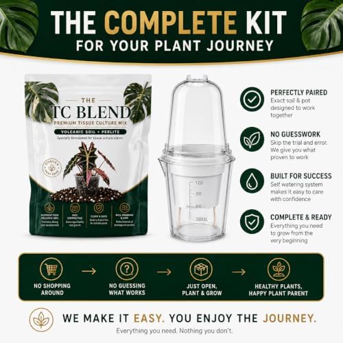 Alocasia Polly Pink Variegated, Complete Tissue Culture Kit – Live Alocasia Plant, Rare Indoor Houseplant - Image 3