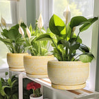 SQOWL Ceramic Planter - 6 Inch Plant Pot Indoor with Drainage Hole and Saucer, Decorative Ceramic Flower Pot Outdoor, Round Succulent Planters, Home Office Bedroom Decor, Birthday Gifts, Yellow - Image 5