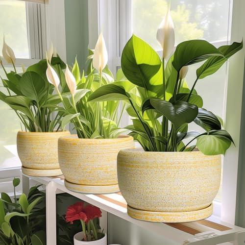 SQOWL Ceramic Planter - 6 Inch Plant Pot Indoor with Drainage Hole and Saucer, Decorative Ceramic Flower Pot Outdoor, Round Succulent Planters, Home Office Bedroom Decor, Birthday Gifts, Yellow - Image 5