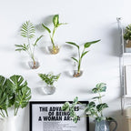 Wall Mount Plant Propagation Station - Clear Hydroponic Glass Vase, Oblate Planter for Indoor Plants | Perfect for Home, Office, Bathroom Decor | Gift for Plant Lovers (6) - Image 3