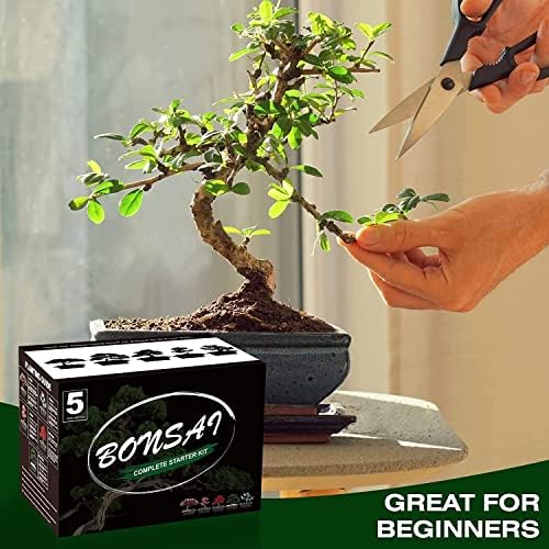 Meekear 5 Bonsai Tree Kit Complete Plant Growing Tools, Grow in Pot Indoor Bonsai Tree Starter Kit, Great Home Gardening Potted Plants DIY Gift for Adults - Image 4
