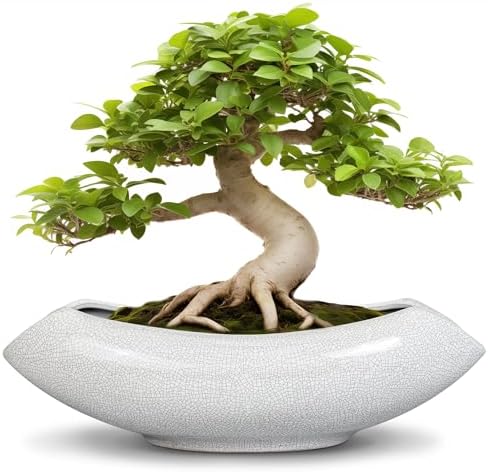 Ceramic Bonsai Tree Pot - 18 Inch Ceramic Pots for Plants, Large Succulent Planter with Drainage Hole for Indoor Outdoor, Unique Planters for Flower, Home Decor, Gardening Gifts, White-Black by Teagas