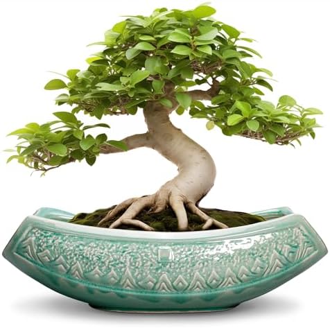 Bonsai Tree Pot - 18 Inch Ceramic Succulent Pots for Indoor Outdoor, Large Bonsai Planter with Drainage Hole, Ceramic Flower Pot, Decorative Planter, Gifts for Plant Lovers, Room Decor, Green by Teagas